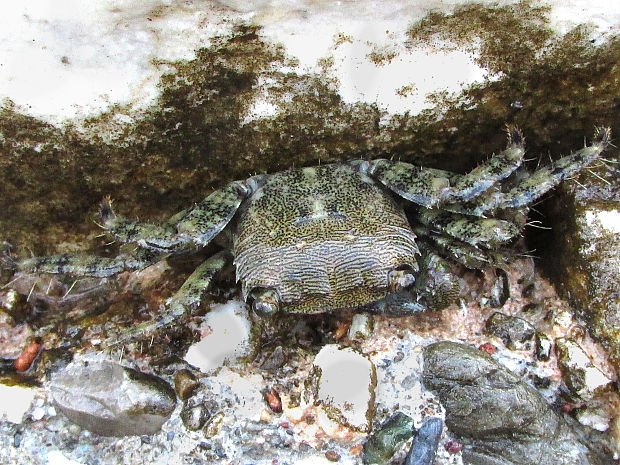 krab Pachygrapsus marmoratus