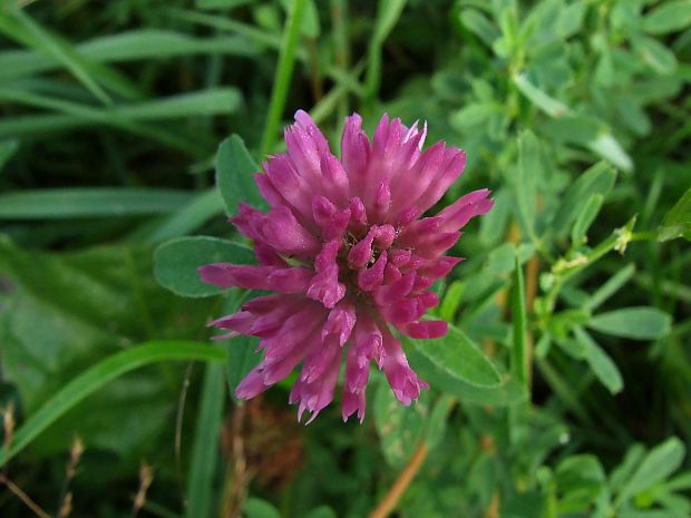 ďatelina ohnutá Trifolium flexuosum Jacq.