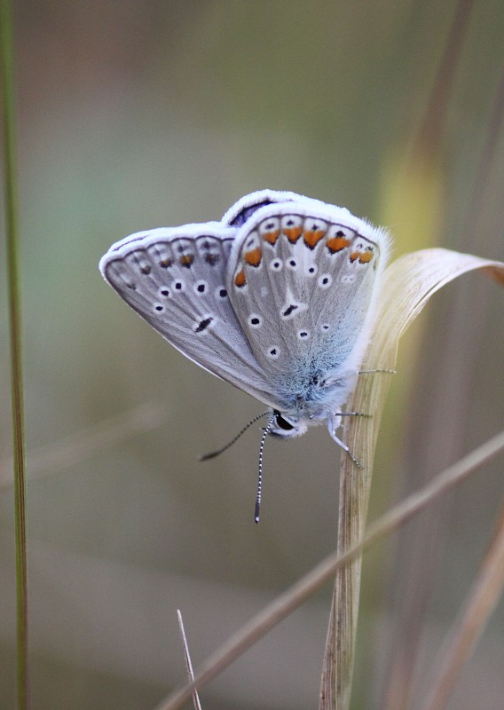 modráčik blankytný  Polyommatus thersites