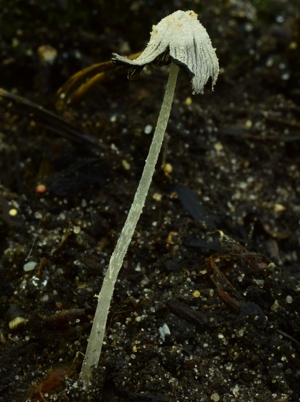 hnojník Coprinopsis tuberosa (Quél.) Doveri, Granito & Lunghini