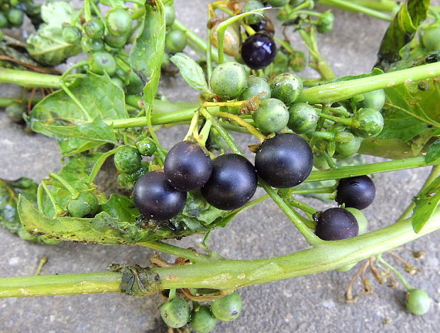 lilek černý Solanum nigrum L.