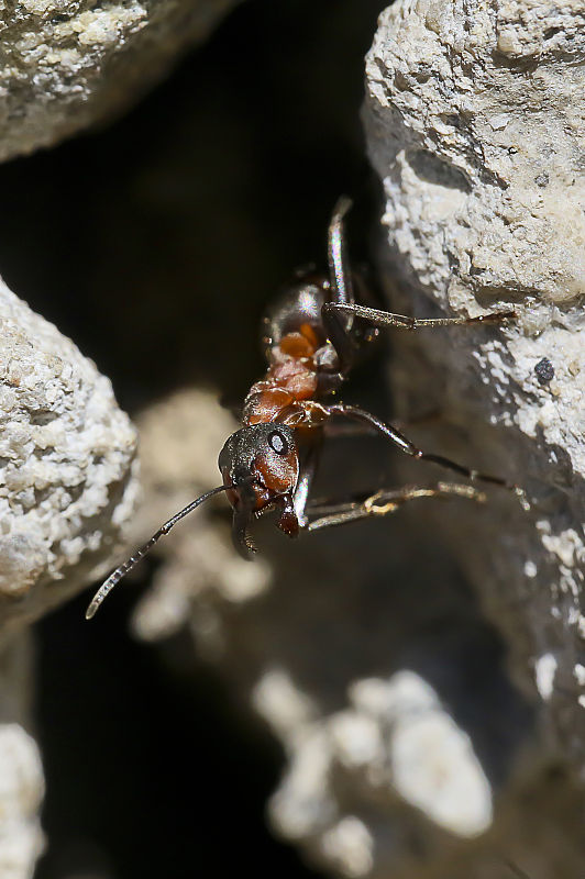 mravec drevokazný Camponotus ligniperdus