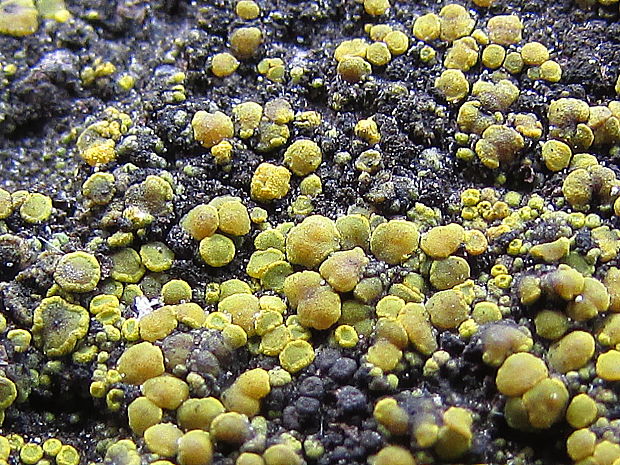 svietivček múrový Candelariella aurella f. aurella (Hoffm.) Zahlbr.