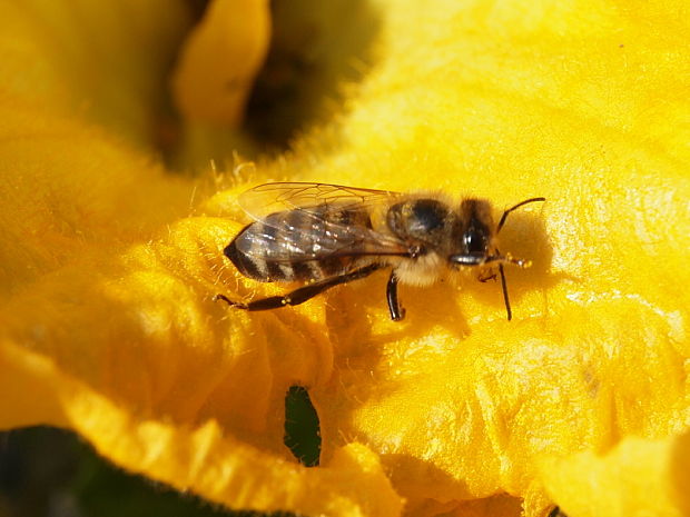 včelovité Apidae