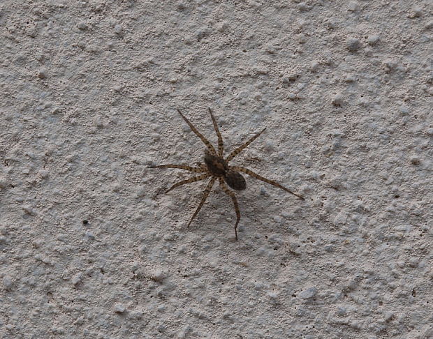 pavúkovité Pardosa sp.