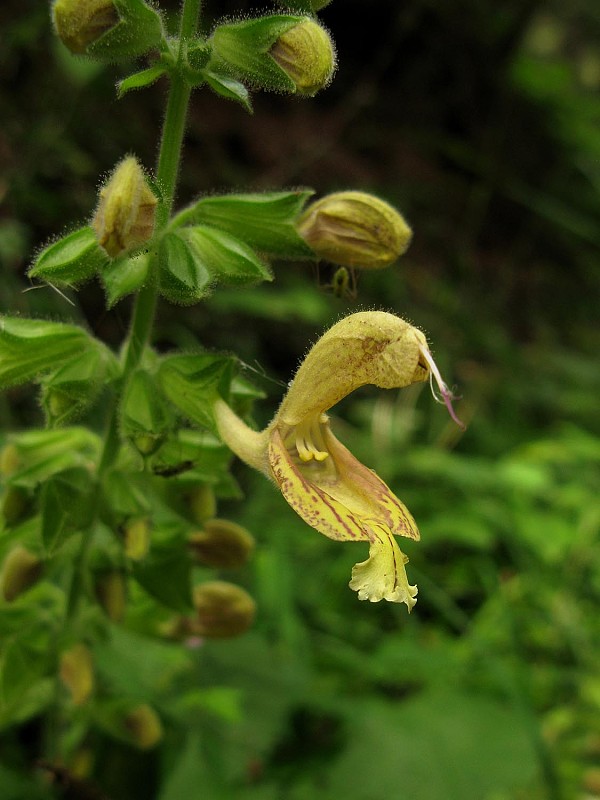 šalvia lepkavá Salvia glutinosa L.
