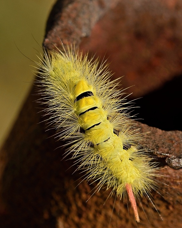 štetinatec orechový Calliteara pudibunda caterpillar