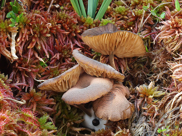 hodvábnica lúčovitá Entoloma longistriatum (Peck) Noordel.