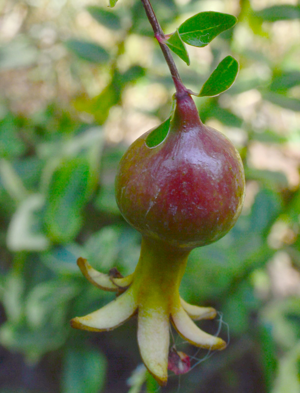 granátové jablko Punica granatum