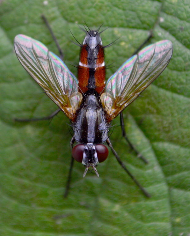 bystruša Cylindromyia auriceps (Tachinidae)