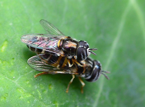 pestrica Paragus quadrifasciatus (Syrphidae)