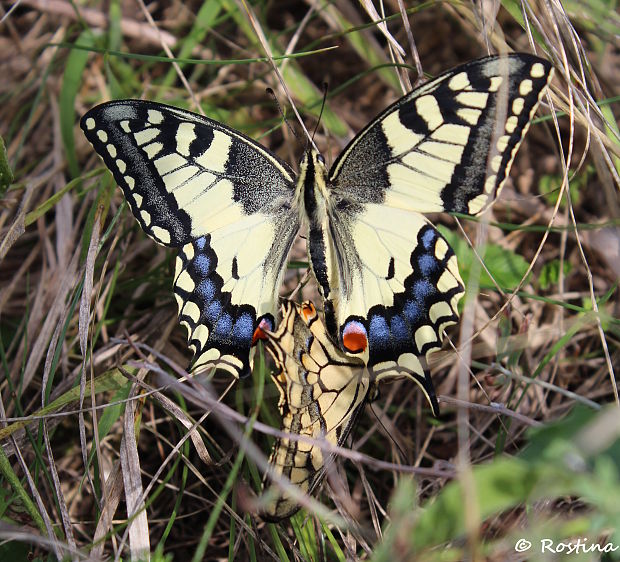 vidlochvost fenyklový Papilio machaon