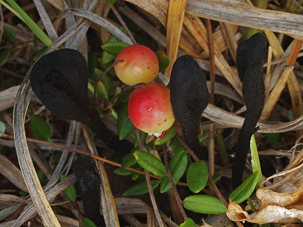 pajazýček chlpatý Trichoglossum hirsutum (Pers.) Boud.