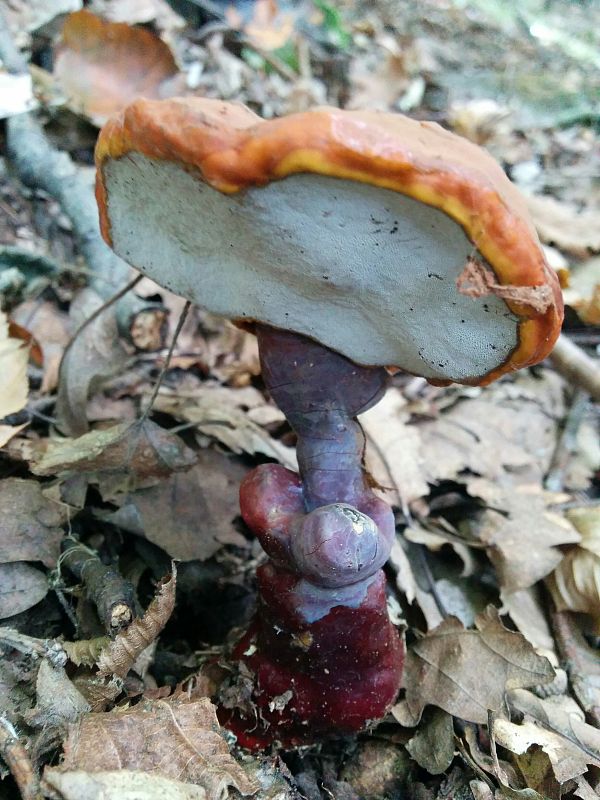 lesklokôrovka Ganoderma sp.