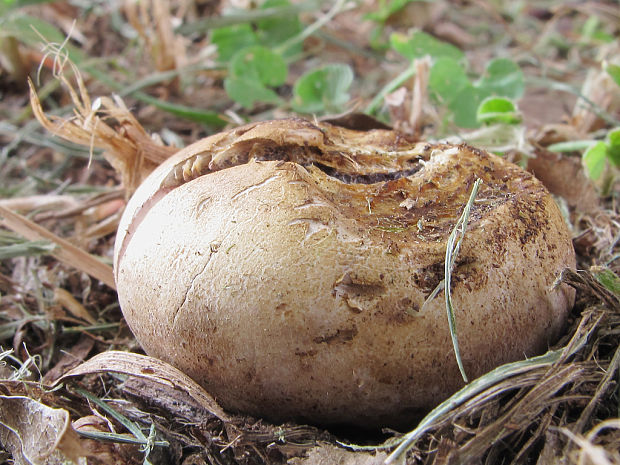 pestrec Scleroderma sp.