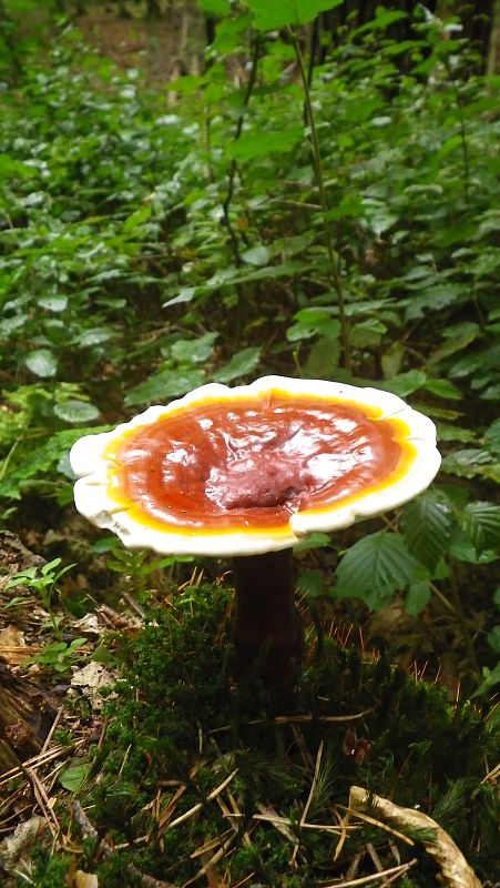 lesklokôrovka Ganoderma sp.