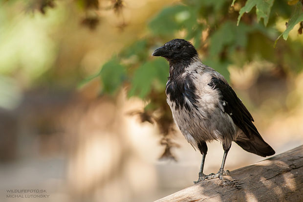 vrana čierna Corvus corone