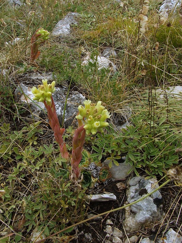 skalničník Jovibarba heuffelii subsp. kopaonikense