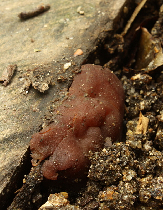 hrubatka fialovočierna ? Pachyella cf. violaceonigra (Rehm) Pfister