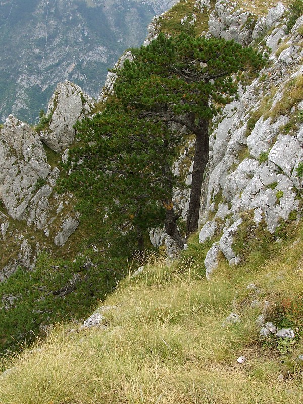 borovica  Pinus heldreichii H. Christ