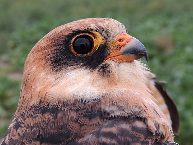 poštolka rudonohá Falco vespertinus