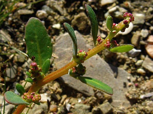 mrlík sivý Chenopodium glaucum L.