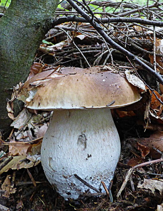 hríb smrekový Boletus edulis Bull.