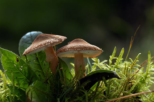 zrnivka okrová Cystoderma amianthinum (Scop.) Fayod