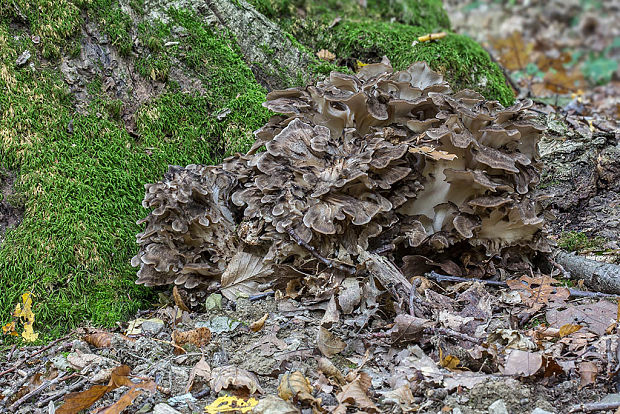 trsovnica lupeňovitá Grifola frondosa (Dicks.) Gray