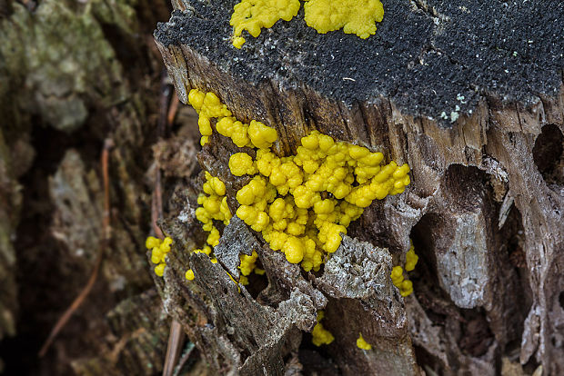 slizovka Myxomycetes