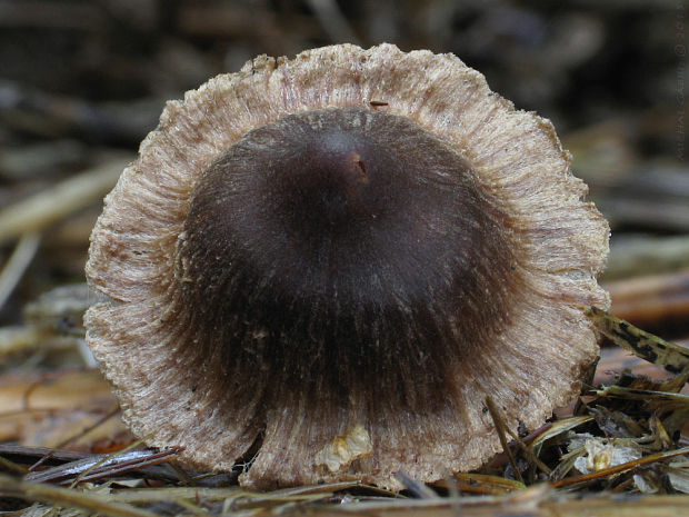 pavučinovec Cortinarius cf.casimiri (Velen.) Huijsman