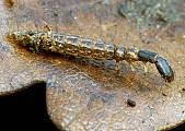 dlhokrčka - larva