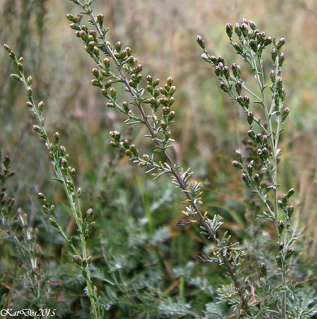 palina slanomilná rozložitá Artemisia santonicum subsp. patens (Neilr.) K. M. Perss.