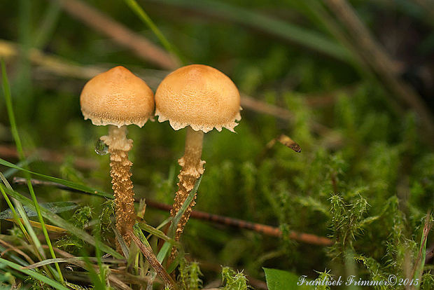 zrnivka okrová Cystoderma amianthinum (Scop.) Fayod