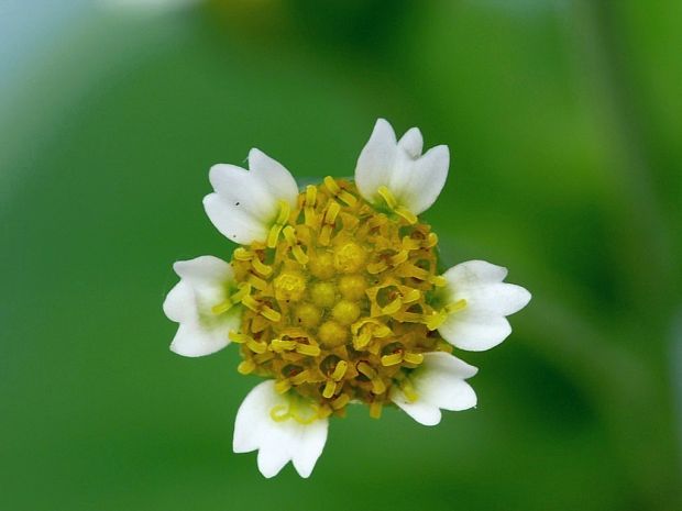 žltnica maloúborová Galinsoga parviflora Cav.