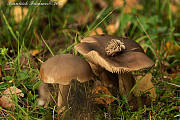 agaricales
