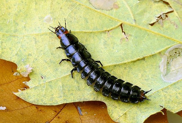 bystruška - larva  carabidae