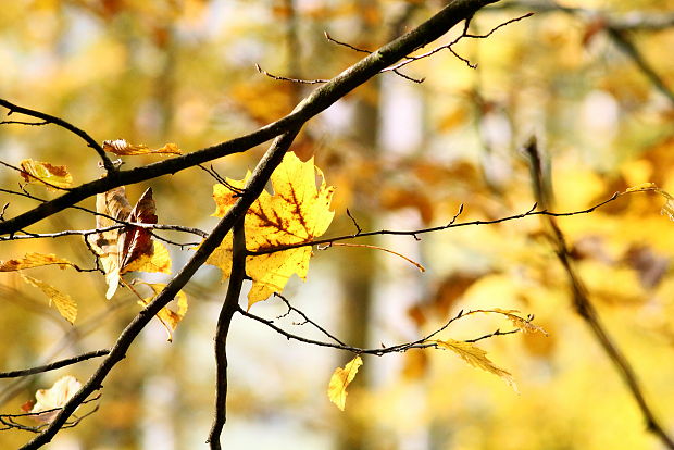 jeseň v korune stromu