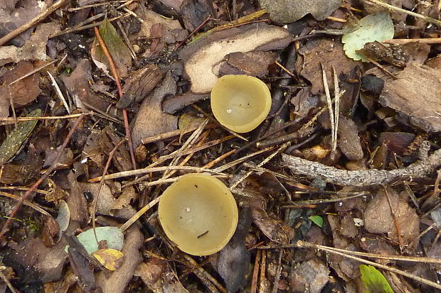 ušnička koreňujúca Sowerbyella radiculata (Sowerby) Nannf.