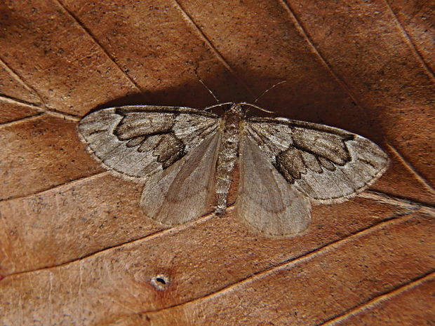 piadivka borievková   /   píďalka jalovcová Thera juniperata Linnaeus, 1758