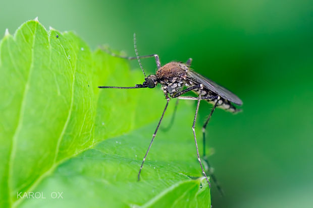 komár Aedes vexans (cf.)