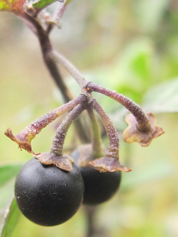 ľuľok čierny Solanum nigrum L.