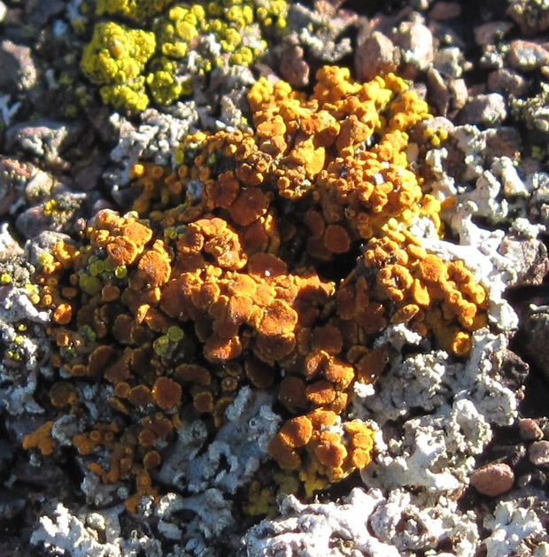 krásnica skalná Calogaya pusilla (A. Massal.) Arup, Frödén & Søchting