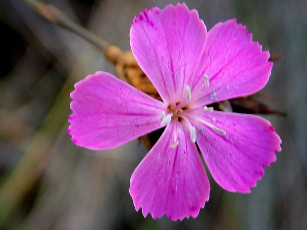klinček kartuziánsky Dianthus carthusianorum L.