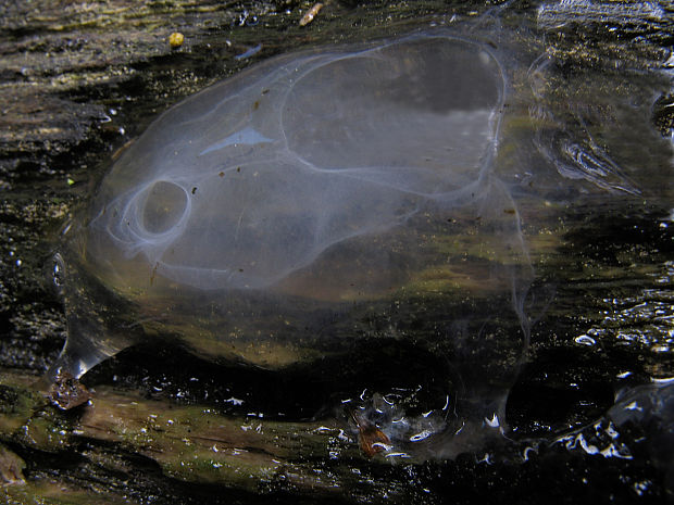 žáby (Astromyxin - star jelly) Anura  Fischer von Waldheim