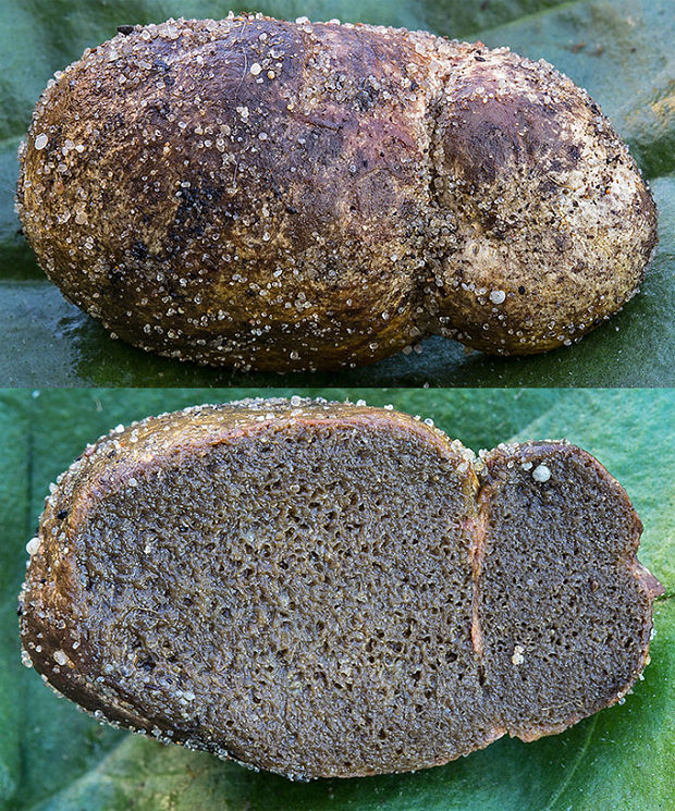 koreňovec Rhizopogon cf. luteolus