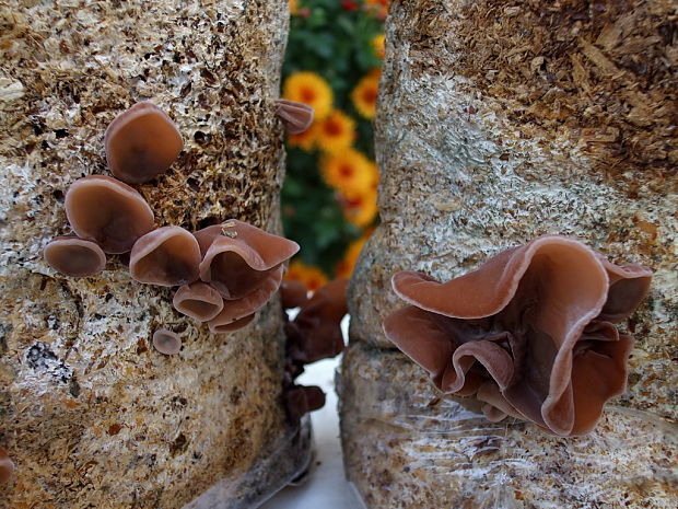 uchovec bazový - petržalská lužná sorta Auricularia auricula-judae