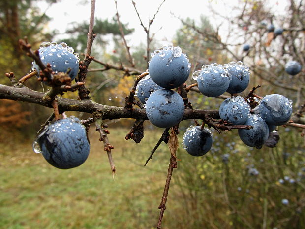 trnka obyčajná Prunus spinosa L.