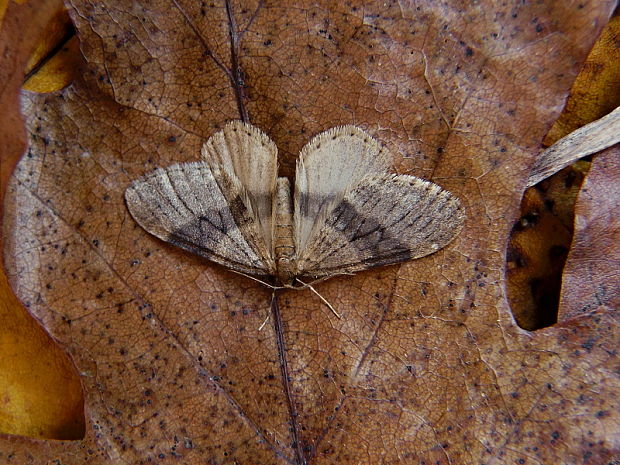 jesenica jesenná Operophtera brumata Linnaeus, 1758