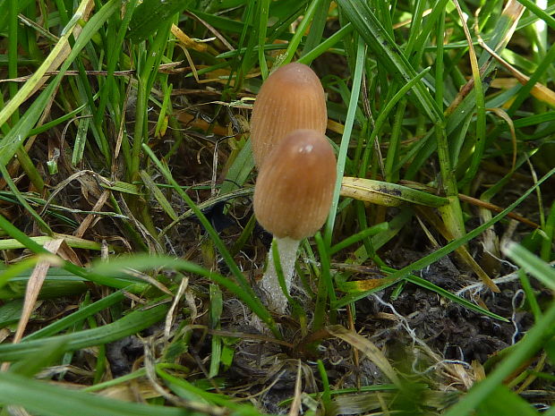 hnojník trsovitý Coprinellus hiascens (Fr.) Redhead, Vilgalys & Moncalvo